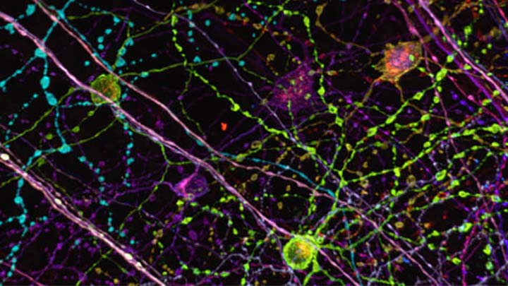 Neurones labelled with the 'Brainbow' of fluorescent proteins in a mouse brain.