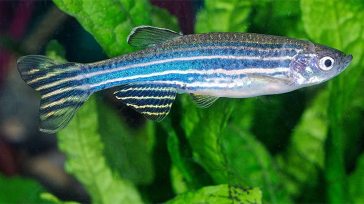 Zebrafish (Danio rerio) in an aquarium.