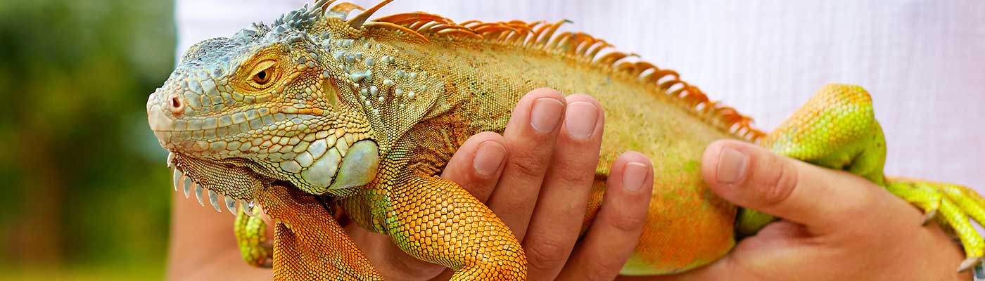 Close up of a lizard.