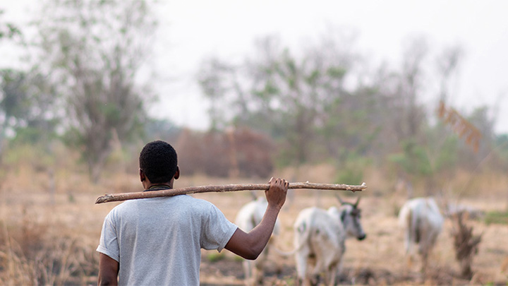 An African farmer herding cattle.