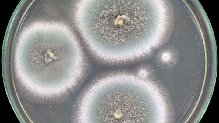 A graphic showing how airborne fungus is being exhaled by a woman.