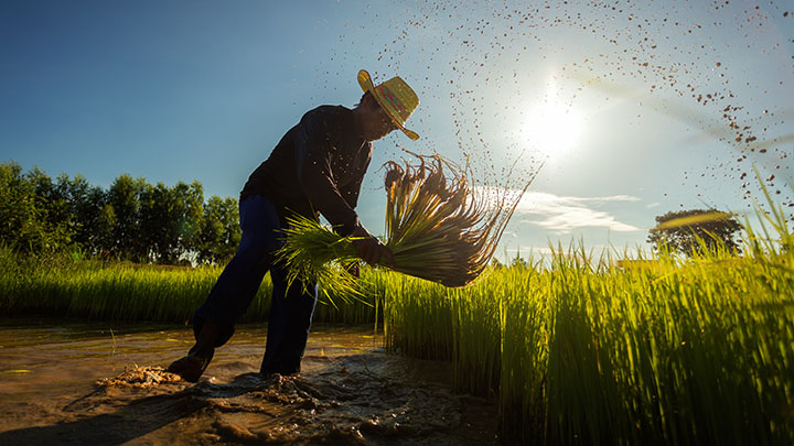 A man harvests rice from a flooded paddy field.