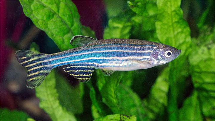 DGEMBE has enabled the establishment of Cape Town's first zebrafish research facility.
