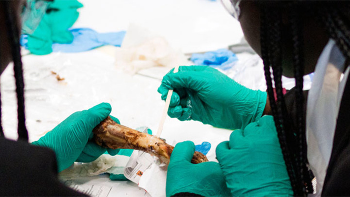 Secondary school pupils taking samples from a bone.