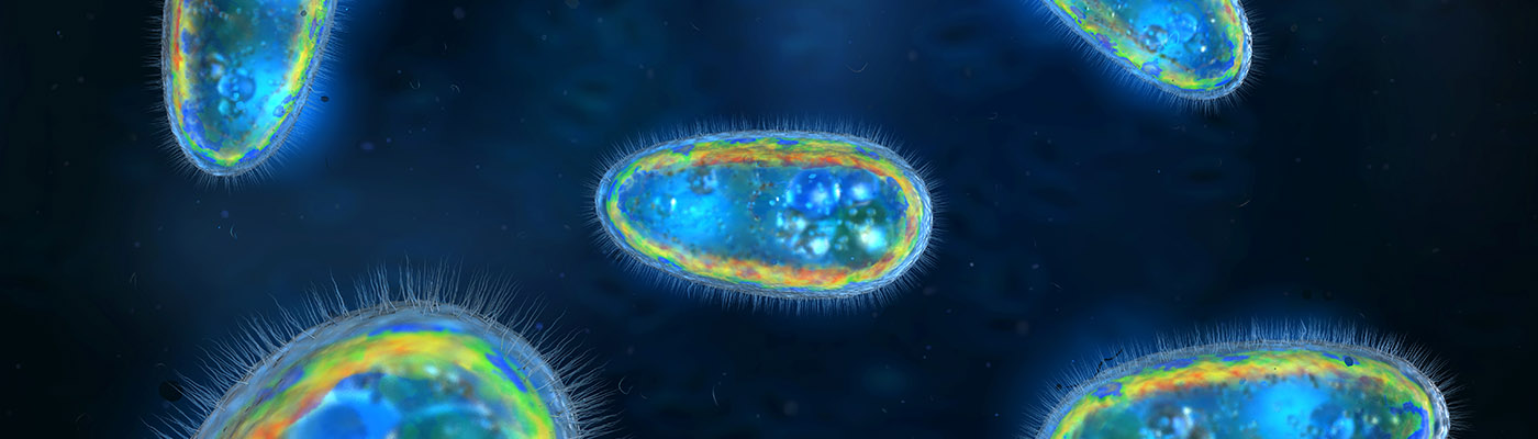 3D illustration of transparent and colorful protozoa or unicellular organism