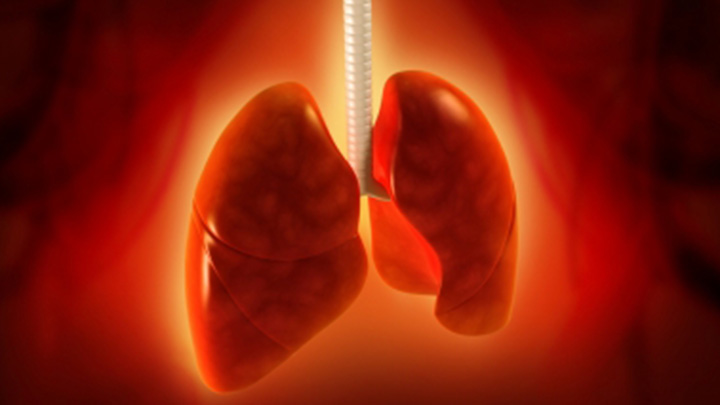 Computer generated image of lungs