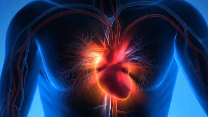 An illustration of a human heart.