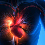 3D drawing of a heart within the body. The heart is bright red/orange and the body is in cooler blue tones to illustrate risk of heart attack.