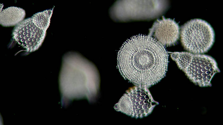 Diatoms, microalgae.