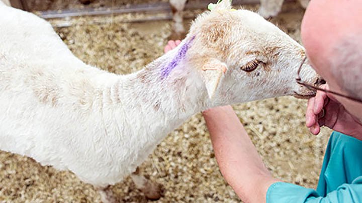 A member of staff feeding a sheep.