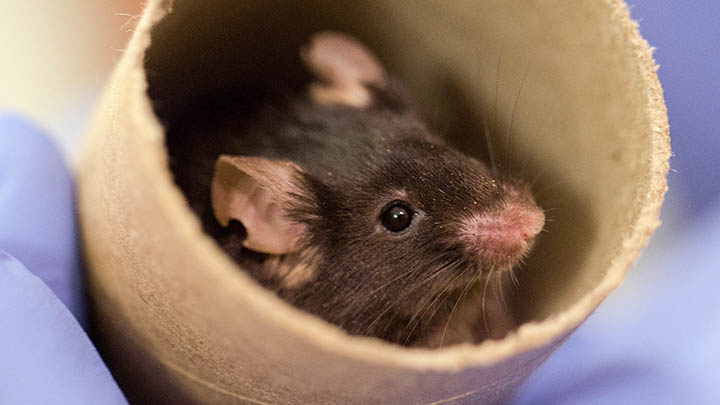 A mouse in a cardboard tube.