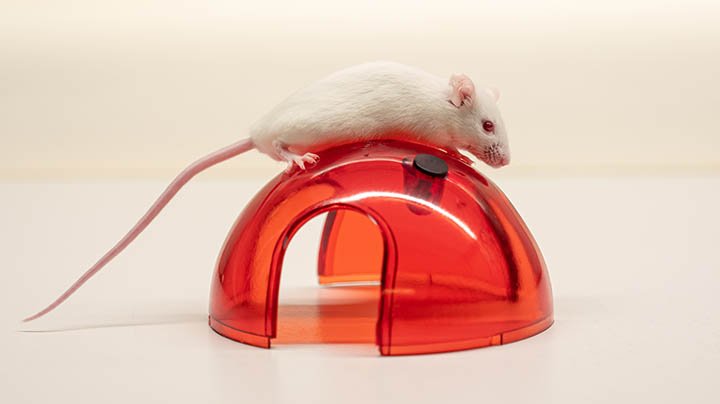 A rat on top of a plastic house.