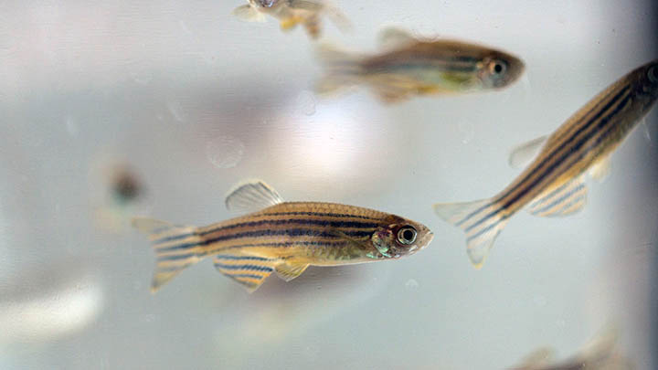 Zebrafish.