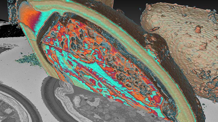 Volume electron microscopy image of an egg.