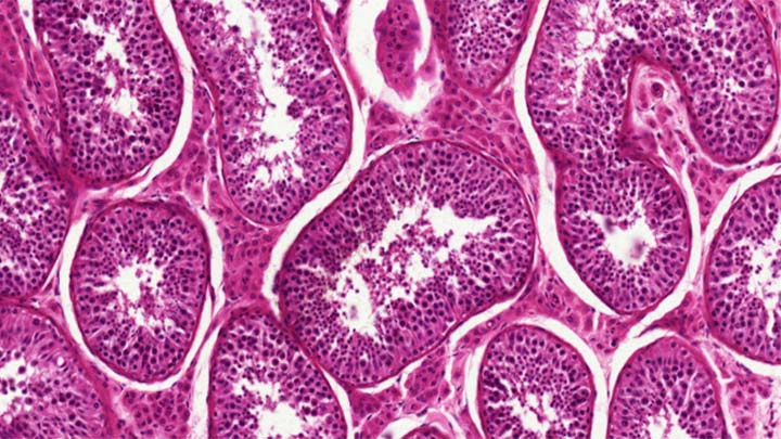 Haematoxylin (blue) and Eosin (pink) (H&E) staining on mouse kidney section.