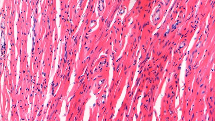 Haematoxylin (blue) and Eosin (pink) (H&E) staining on mouse liver section.