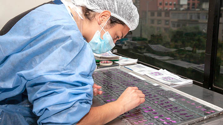 A researcher preparing slides with paraffin sections.