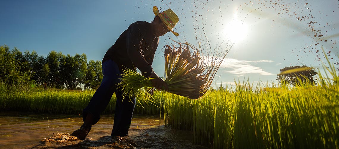 A farmer harvesting rice in a paddy field.