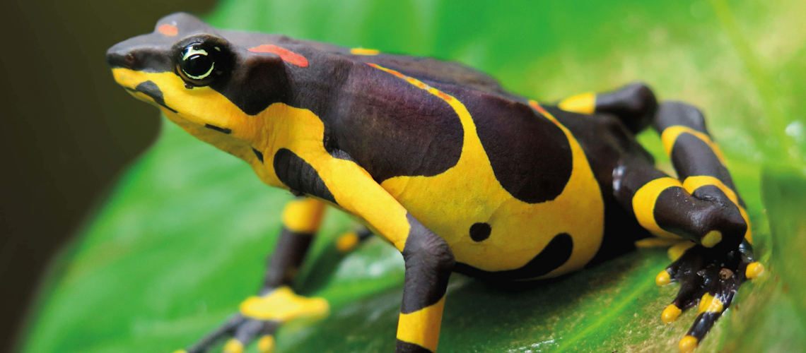 A Harlequin frog.