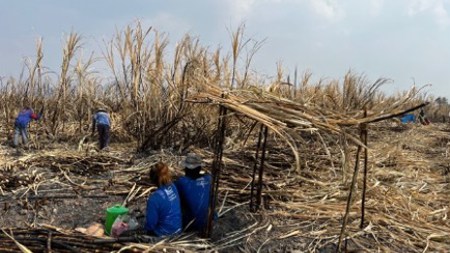 Thai sugarcane workers resting.