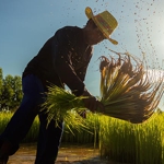 A farm worker.