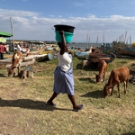 A woman carrying water through a field of cattle.