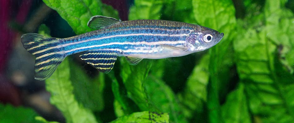Zebrafish (Danio rerio) in an aquarium.
