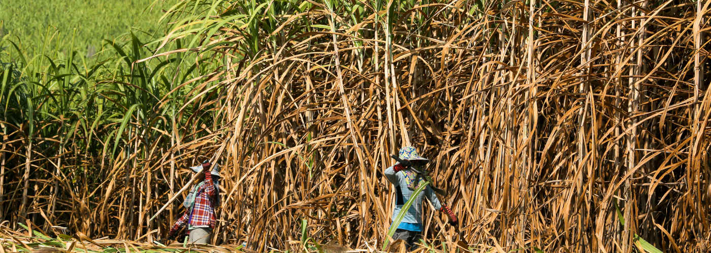 Sugarcane workers in a field in Thailand.