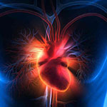 3D drawing of a heart within the body. The heart is bright red/orange and the body is in cooler blue tones to illustrate the risk of a heart attack.