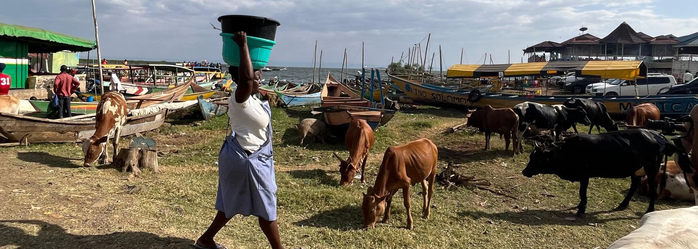 A woman carrying water through a field of cattle.
