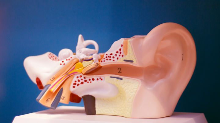 Anatomical model of an ear.