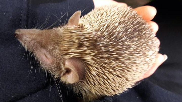 A hedgehog used in the 'Meet the creature' session at Flamingo Land.