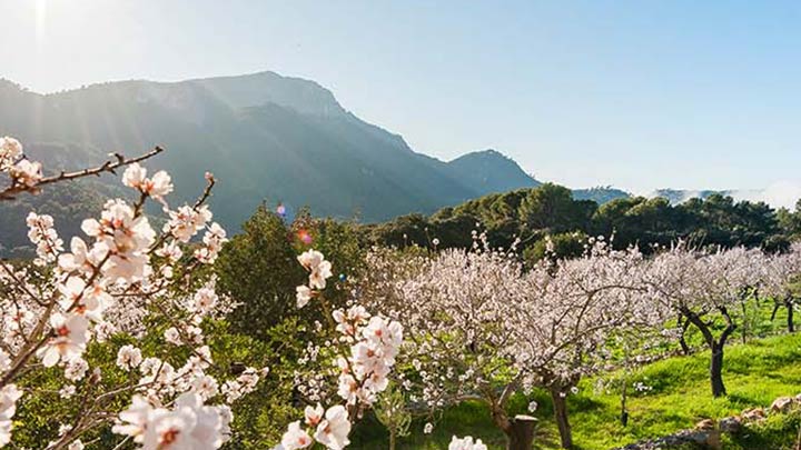 Almond trees in Mallorca.