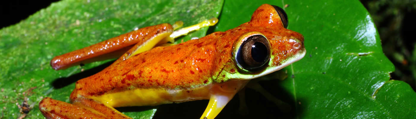 Lemur Leaf frog.