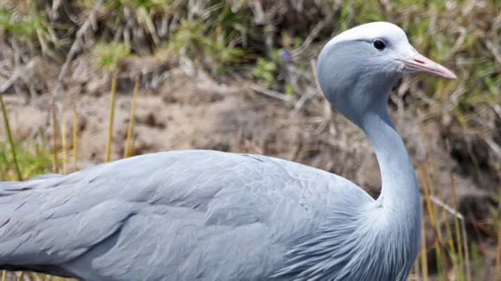 blue crane near water