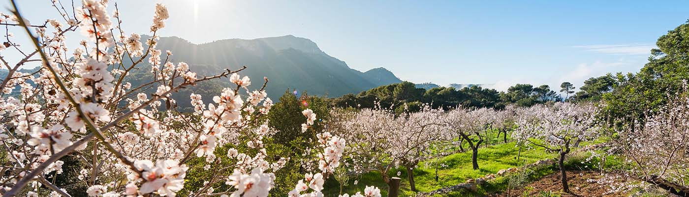 Flowering almond trees, Mallorca.