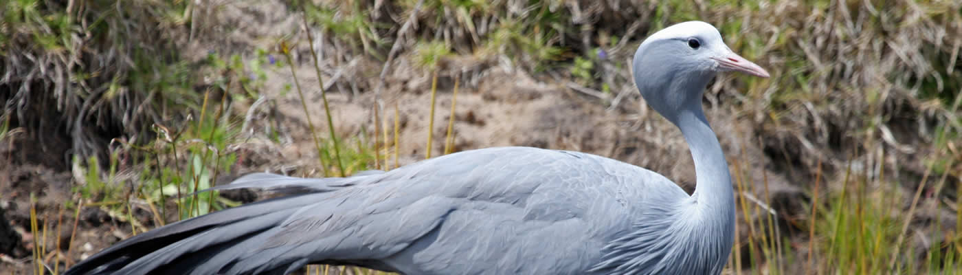 Blue crane (Anthropoides paradisea). By Brian Snelson from Hockley, Essex, England.