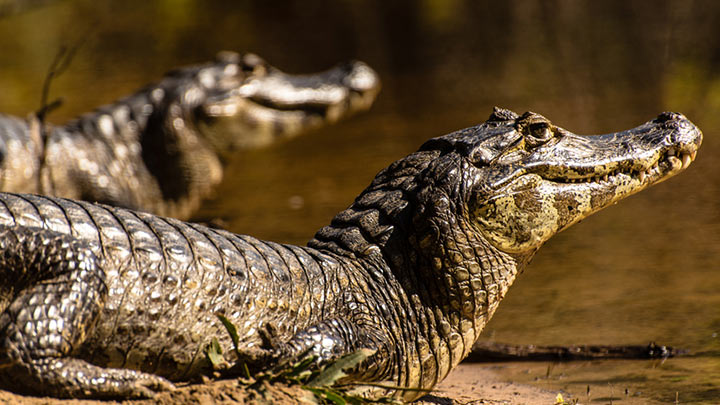 Two caimans by the water 