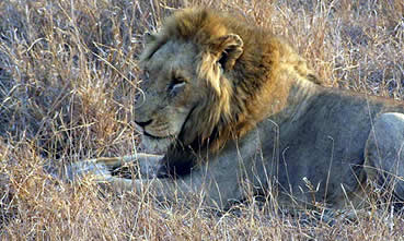Male lion.