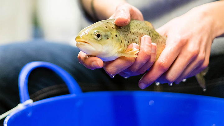 A student examines a fish on a field course.