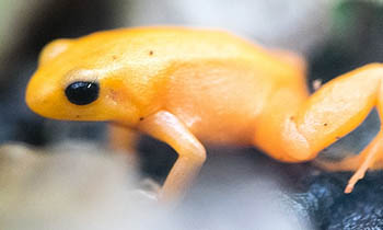 Yellow frog.