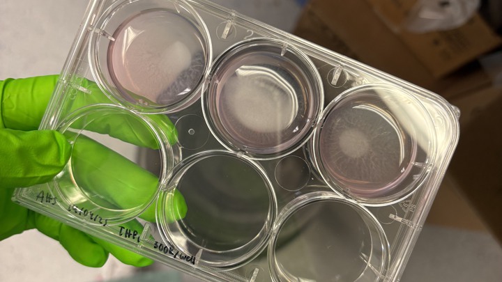 A gloved hand holding a six-pot tray in the lab.