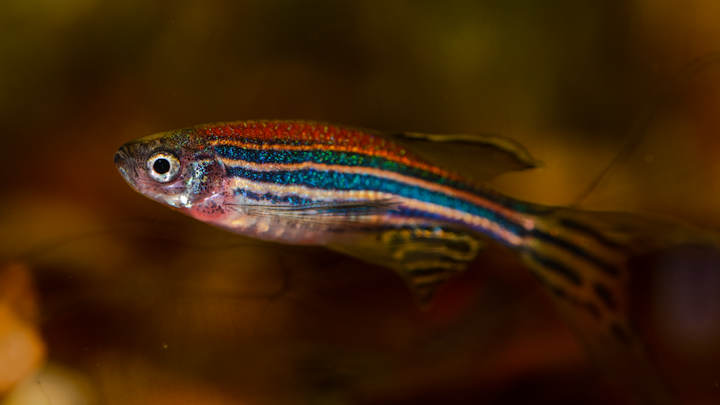 A photo of a zebrafish.