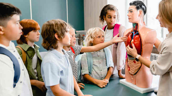 An anatomical model being shown to primary school children.