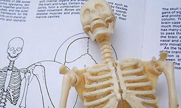 Model of a skeleton in front of an anatomy text book.