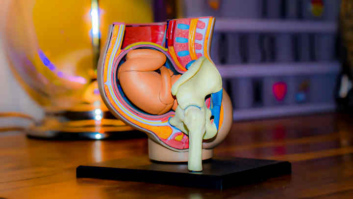 An anatomical model of a foetus in the womb.
