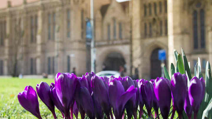 View of Whitworth Hall from Brunswick Park with purple crocuses in the foreground.