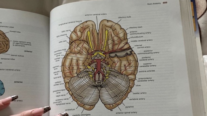 A basic anatomy illustration of the brain in a textbook.