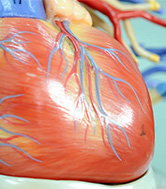 Anatomical model of a heart.