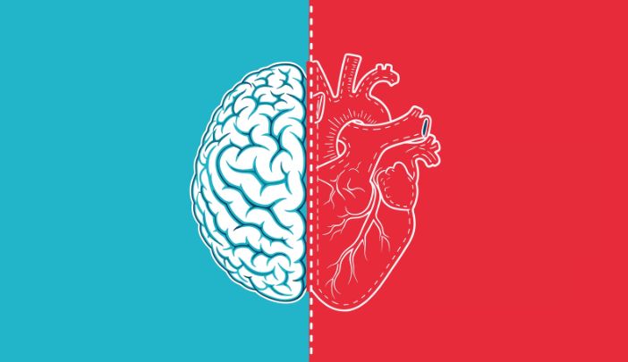 Illustration of a heart and brain